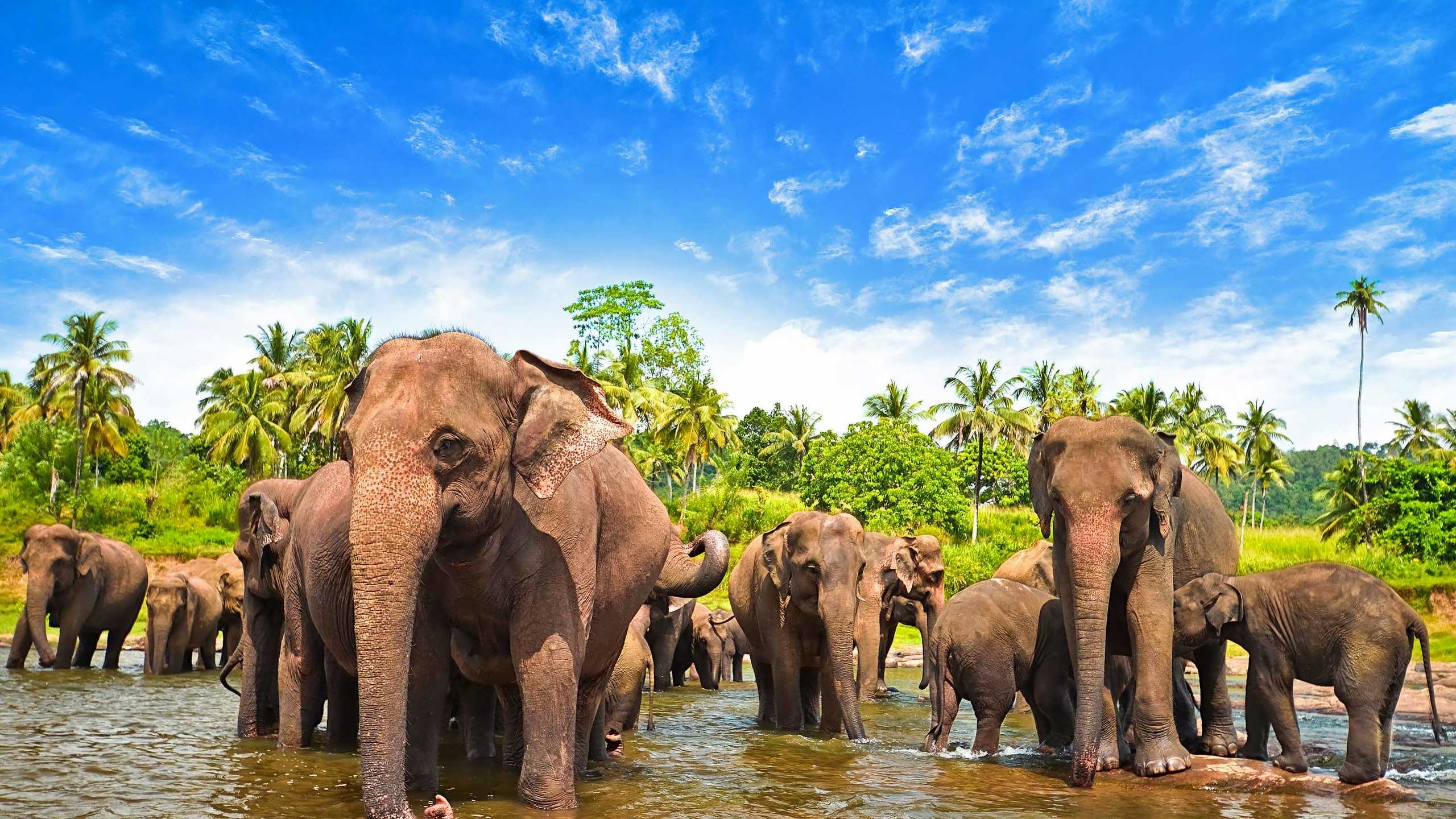 Explore the Serene Spirit of Sri Lanka